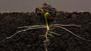 Bean Time Lapse 25 Days Soil Cross Section