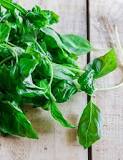 how-many-basil-leaves-can-a-dog-eat