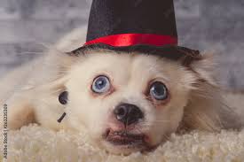 white furry dog with blue eyes wearing