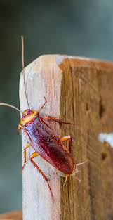 natural ways to get rid of roaches