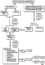 Flowchart Of Laboratory Processing Of Vaginal And Rectal