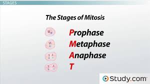 mitosis phases function purpose