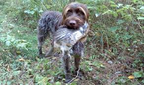 manitou wirehaired pointing griffon