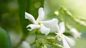 How to grow jasmine: expert tips on growing this scented climber | Gardeningetc