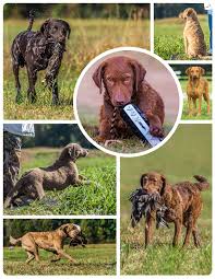 W hen a british ship was wrecked off the coast of maryland in 1807, two of the survivors, a pair of newfoundland dogs, swam ashore and helped found a new breed of dog. Chesapeake Bay Retriever Oakleaf Manors Webseite