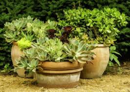 34 Shade Loving Container Plants