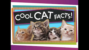 Among his favorite ones were two kittens named tabby and dixie. 3 Cool Facts About Cats Youtube