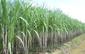 Sugarcane Growing Suffers From Saline Intrusion Vtv