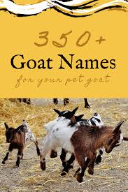 Here's a list of 15 awesome malayalam words you should definitely add to your vocabulary. 350 Pet Goat Names For Your New Goat From Angus To Waffles Pethelpful By Fellow Animal Lovers And Experts