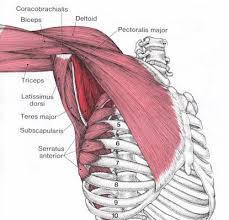 subscaris front of shoulder pain