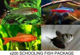 It has a glowing, bright blue stripe across the entire length of their body and another. 200 Schooling Fish Package X50 Barbs X150 Tetra Freshwater
