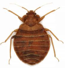 flour beetle in bedroom causes and