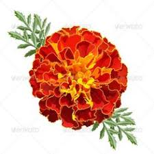 Flowers made from tissue paper and pipe cleaners. 79 Marigold Project Ideas Marigold Marigold Tattoo Marigold Flower