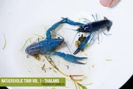nh thailand tour habitat crabes d