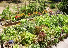 7 reasons for companion planting