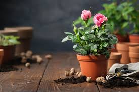 learn how to re grow a rose at home