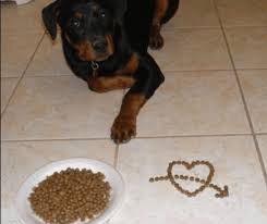 homemade recipes for dogs with