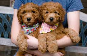 goldendoodle puppies now