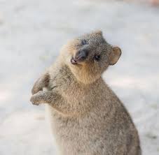 Accurate content you can trust, spreading knowledge on the animal kingdom, and giving back. 30 Funny Quokka Pictures That Will Make You Book A Flight To Australia To See Them Cute Animals Quokka Baby Animals