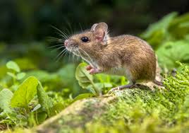 In a scientific context, mouse refers to any of the 38 species in the genus mus, which is the latin word for mouse. Mouse Microbiomes Are Mostly Inherited The Scientist Magazine