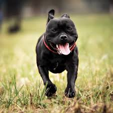 Bulldog crossed with the black and tan terrier, and was developed as a fighting dog. Staffordshire Bull Terrier Breeds Dogzone Com