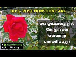 Rose Easy Monsoon Care Tips In Tamil