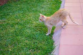 猫が庭・花壇に穴掘りをして困る…お庭の猫対策 [ガーデニング・園芸] All About