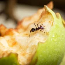 12 best ways to kill ants in your home