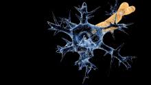 La lesión de estos nervios dificulta la transmisión de las señales. Guillain Barre Syndrome Wikipedia
