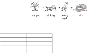 Sinar matahari → rumput → bekicot → burung → sinar matahari → rumput → tutut → burung → elang → pengurai. Pt Q Docx Document