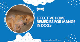 home remes for mange in dogs