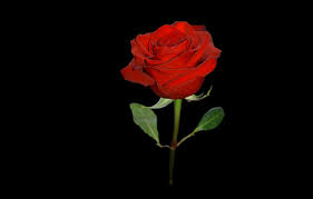 Wallpaper flower, rose, black ...