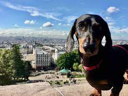 dog friendly things to do in paris