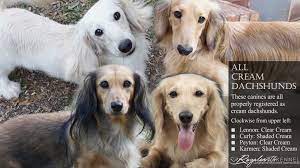 about real english cream dachshunds and