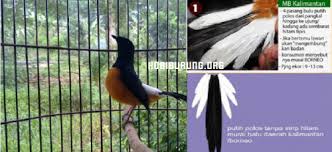 Gambar burung murai batu aceh freepictureshd. Kenali 6 Jenis Burung Murai Batu Lengkap Dengan Motif Ekornya Hobi Burung