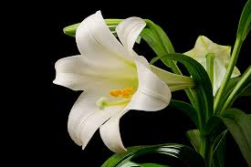 Image result for easter lily