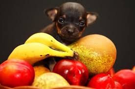 Can My Dog Eat These Fruits Easy Reference Chart Can Dogs