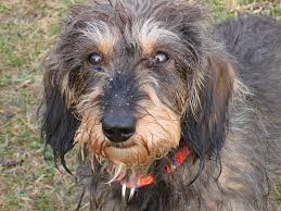 All of my show dogs are owner handled and are bred by me. Wire Haired Dachshund Facts Pictures Price And Training Dog Breeds