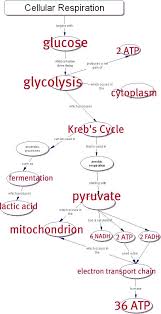 Biochemical Pathway Of Cell Respiration Flow Chart Awesome