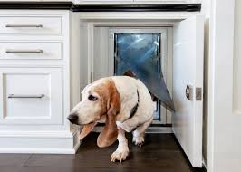 The Ins And Outs Of Dog Doors Dog