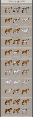 Horse Coat Colors Patterns And Markings Horses Foals