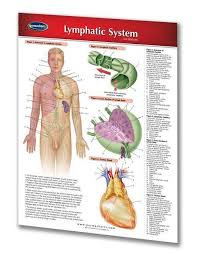 Lymphatic System Medical Quick Reference Guide