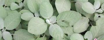 A vegetable is the edible part of a plant that is used in cooking or can be eaten raw. Salvia Common Sage Culinary Sage Garden Sage Salvia Officinalis Berggarten