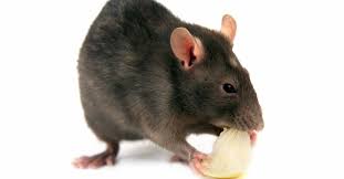 Dead Rat Mouse Smells