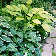 20 tough plants for dry shade