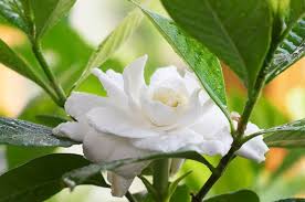 how to get rid of insects on gardenias