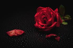 wallpaper rosa rose red rose black