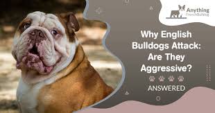 why english bulldogs are they