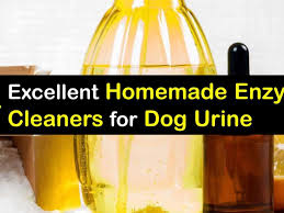 homemade enzyme cleaners for dog urine