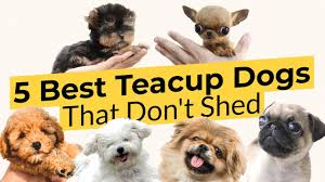 5 best teacup dogs that don t shed